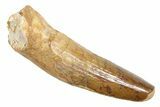 Fossil Spinosaurus Tooth - Real Dinosaur Tooth #363468-1